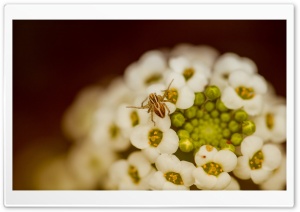 Spider On A White Flower Ultra HD Wallpaper for 4K UHD Widescreen desktop, tablet & smartphone