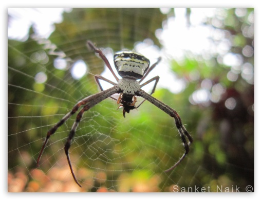 Spider on Web UltraHD Wallpaper for Fullscreen 4:3 UXGA XGA SVGA ;