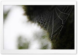 Spider Webs Ultra HD Wallpaper for 4K UHD Widescreen desktop, tablet & smartphone