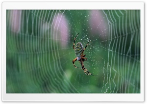 Spider With Colorful Stripes Ultra HD Wallpaper for 4K UHD Widescreen desktop, tablet & smartphone