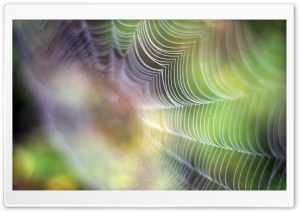 Spiderweb Ultra HD Wallpaper for 4K UHD Widescreen desktop, tablet & smartphone