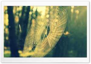 Spiderweb Ultra HD Wallpaper for 4K UHD Widescreen desktop, tablet & smartphone