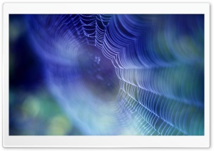 Spiderweb Background Ultra HD Wallpaper for 4K UHD Widescreen desktop, tablet & smartphone