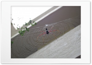 spidey 4K UHD Wallpaper for Widescreen and UltraWide Desktop, UltraHD TV, Smartphone, Tablet