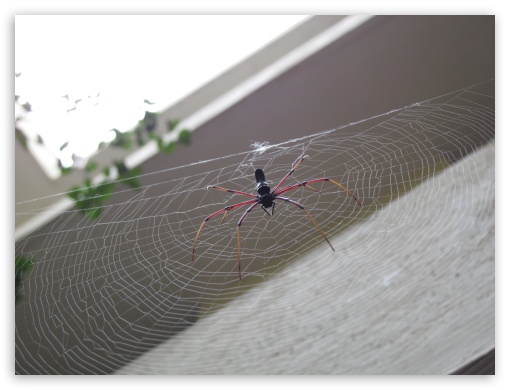 spidey UltraHD Wallpaper for Fullscreen 4:3 ;