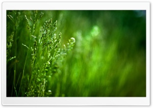 Spikes Of Grass Ultra HD Wallpaper for 4K UHD Widescreen desktop, tablet & smartphone