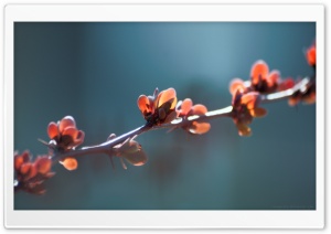 Spiky Branch, Bokeh Ultra HD Wallpaper for 4K UHD Widescreen desktop, tablet & smartphone