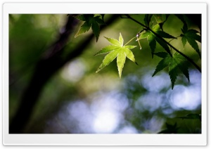 Spiky Green Leaves Ultra HD Wallpaper for 4K UHD Widescreen desktop, tablet & smartphone