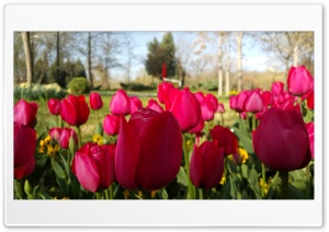 Sping 4K UHD Wallpaper for Widescreen and UltraWide Desktop, UltraHD TV, Smartphone, Tablet