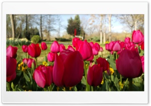 Sping Ultra HD Wallpaper for 4K UHD Widescreen desktop, tablet & smartphone