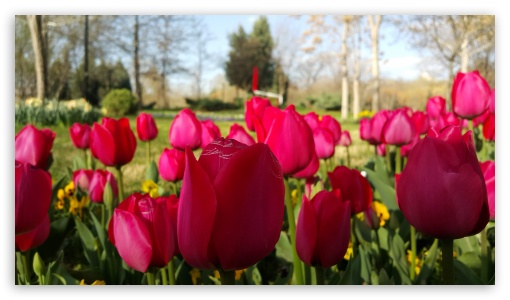 Sping UltraHD Wallpaper for UHD 16:9 ; HD 16:9 ;