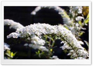 Spiraea Arguta Flowers Ultra HD Wallpaper for 4K UHD Widescreen desktop, tablet & smartphone