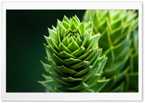 Spiral Plant Ultra HD Wallpaper for 4K UHD Widescreen desktop, tablet & smartphone
