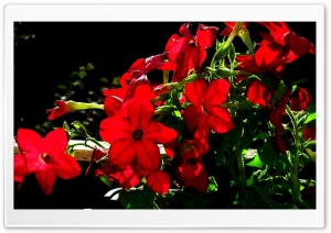 Splash of Red Ultra HD Wallpaper for 4K UHD Widescreen desktop, tablet & smartphone