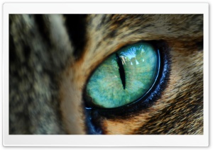Spooky Eye Ultra HD Wallpaper for 4K UHD Widescreen desktop, tablet & smartphone