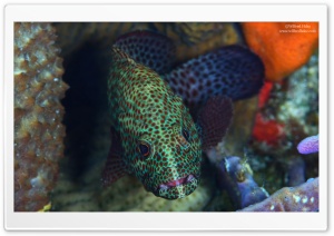 Spotted Fish Ultra HD Wallpaper for 4K UHD Widescreen desktop, tablet & smartphone