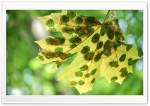 Spotted Leaf Ultra HD Wallpaper for 4K UHD Widescreen desktop, tablet & smartphone