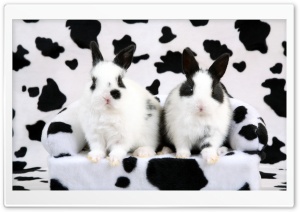 Spotted Rabbits Ultra HD Wallpaper for 4K UHD Widescreen desktop, tablet & smartphone