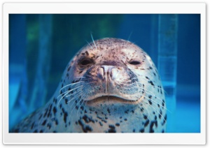 Spotted Seal Winking Ultra HD Wallpaper for 4K UHD Widescreen desktop, tablet & smartphone