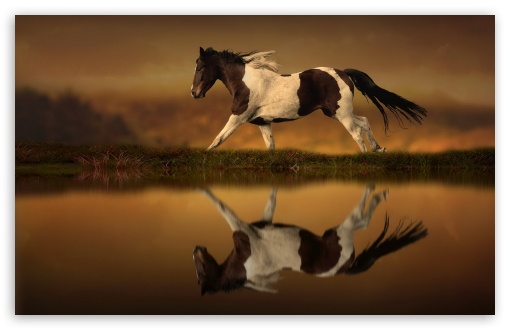 Spotty Horse And Reflection UltraHD Wallpaper for HD 16:9 ; Widescreen 16:10 5:3 ; Fullscreen 4:3 5:4 3:2 ; Tablet 1:1 ; Mobile 3:4 ;