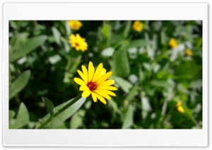 Spring 4K UHD Wallpaper for Widescreen and UltraWide Desktop, UltraHD TV, Smartphone, Tablet