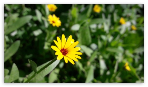 Spring UltraHD Wallpaper for UHD 16:9 ; HD 16:9 ;