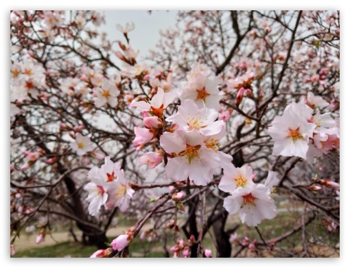 Spring UltraHD Wallpaper for Standard 4:3 Fullscreen UXGA XGA SVGA ; iPad 1/2/Mini ; Mobile 4:3 - UXGA XGA SVGA ;