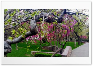 Spring 4K UHD Wallpaper for Widescreen and UltraWide Desktop, UltraHD TV, Smartphone, Tablet