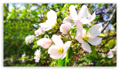 spring UltraHD Wallpaper for 8K UHD TV 16:9 Ultra High Definition 2160p 1440p 1080p 900p 720p ; UHD 16:9 2160p 1440p 1080p 900p 720p ; Mobile 16:9 - 2160p 1440p 1080p 900p 720p ;