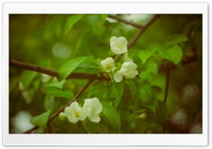 Spring Apple Flowers Ultra HD Wallpaper for 4K UHD Widescreen desktop, tablet & smartphone