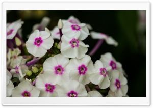 Spring Arrival Ultra HD Wallpaper for 4K UHD Widescreen desktop, tablet & smartphone