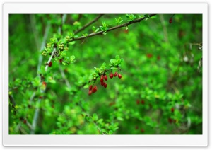 Spring Berries and Leaves Ultra HD Wallpaper for 4K UHD Widescreen desktop, tablet & smartphone