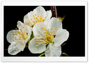 Spring Bloom Ultra HD Wallpaper for 4K UHD Widescreen desktop, tablet & smartphone