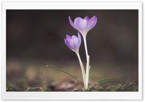 Spring Blooming Crocus Flowers Ultra HD Wallpaper for 4K UHD Widescreen desktop, tablet & smartphone