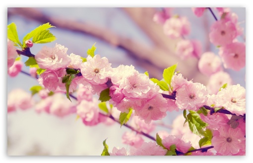 Spring Blossom UltraHD Wallpaper for 8K UHD TV 16:9 Ultra High Definition 2160p 1440p 1080p 900p 720p ; Widescreen 16:10 5:3 WHXGA WQXGA WUXGA WXGA WGA ; Fullscreen 4:3 5:4 3:2 UXGA XGA SVGA QSXGA SXGA DVGA HVGA HQVGA ( Apple PowerBook G4 iPhone 4 3G 3GS iPod Touch ) ; Tablet 1:1 ; Mobile 3:5 3:4 - ; Dual 5:4 QSXGA SXGA ;