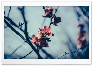 Spring Blossom, Gloomy Day Ultra HD Wallpaper for 4K UHD Widescreen desktop, tablet & smartphone