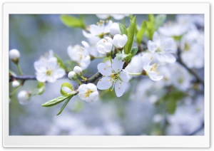 Spring Blossoms Ultra HD Wallpaper for 4K UHD Widescreen desktop, tablet & smartphone