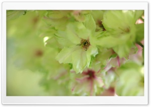 Spring Blossoms Ultra HD Wallpaper for 4K UHD Widescreen desktop, tablet & smartphone