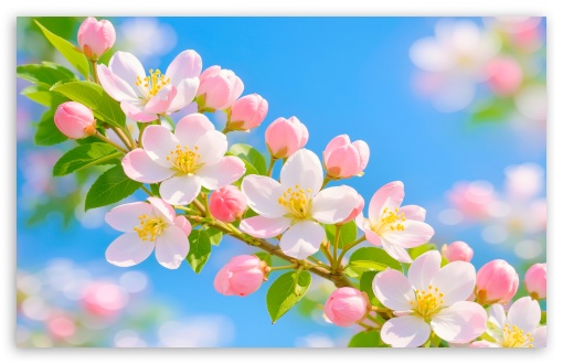 Spring Blossoms Against Clear Blue Sky UltraHD Wallpaper for UHD 16:9 ; HD 16:9 ; UltraWide 21:9 24:10 32:9 32:10 ; Widescreen 16:10 ; Tablet 1:1 ; Mobile 9:16 9:19.5 9:20 ; Dual 16:10 16:9 ;