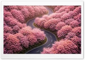 Spring Blossoms Along a Winding Road 4K UHD Wallpaper for Widescreen and UltraWide Desktop, UltraHD TV, Smartphone, Tablet