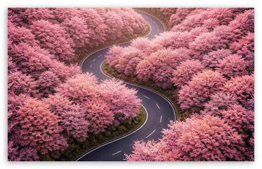 Spring Blossoms Along a Winding Road UltraHD Wallpaper for UHD 16:9 ; HD 16:9 ; UltraWide 21:9 24:10 ; Widescreen 16:10 ; Tablet 1:1 ;