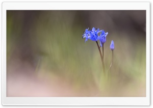 Spring Blue Flower Ultra HD Wallpaper for 4K UHD Widescreen desktop, tablet & smartphone