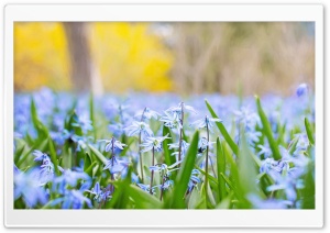 Spring Blue Flowers Ultra HD Wallpaper for 4K UHD Widescreen desktop, tablet & smartphone
