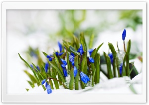 Spring Blue Flowers In Snow Macro Ultra HD Wallpaper for 4K UHD Widescreen desktop, tablet & smartphone