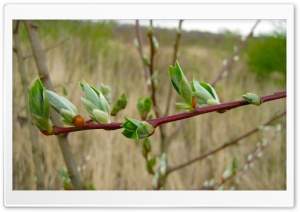 Spring Buds Ultra HD Wallpaper for 4K UHD Widescreen Desktop, Lockscreen, Screensaver, TV, Tablet, Smartphone