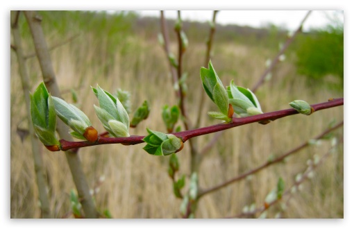 Spring Buds UltraHD Wallpaper for HD 16:9 ; UltraWide 32:10 ; Widescreen 16:10 5:3 ; Fullscreen 4:3 5:4 3:2 ; Tablet 1:1 ; Mobile 3:5 3:4 ; Dual 16:10 5:3 16:9 4:3 5:4 ;