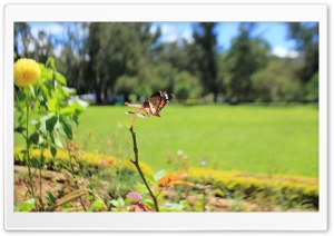 Spring Butterfly 4K UHD Wallpaper for Widescreen and UltraWide Desktop, UltraHD TV, Smartphone, Tablet