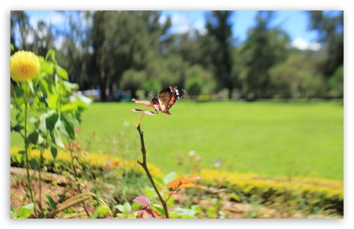 Spring Butterfly UltraHD Wallpaper for UHD 16:9 ; HD 16:9 ; UltraWide 32:9 32:10 ; Widescreen 16:10 ; Fullscreen 4:3 5:4 3:2 ; Tablet 1:1 ; Dual 16:10 16:9 4:3 5:4 ;