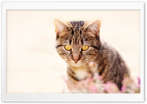 Spring, Cat Ultra HD Wallpaper for 4K UHD Widescreen desktop, tablet & smartphone