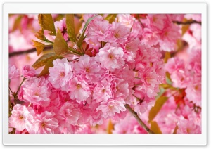 Spring Cherry Blossom HD Ultra HD Wallpaper for 4K UHD Widescreen desktop, tablet & smartphone
